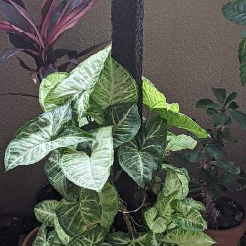 シンゴニウムの投稿画像一覧 Greensnap グリーンスナップ