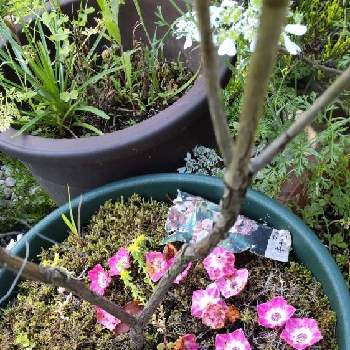 金平糖みたいな蕾の投稿画像一覧 Greensnap グリーンスナップ