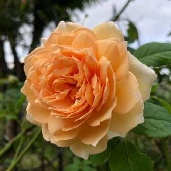 薔薇   バスシーバの画像 by ラ・マリエさん | 玄関と薔薇   バスシーバと薔薇好きとマイガーデン♡と美しい♡と可愛い〜♡ときれいな色とガーデニングと花のある暮らしと花は癒やし♡と薔薇　2021 の花達　ラ ・マリエ