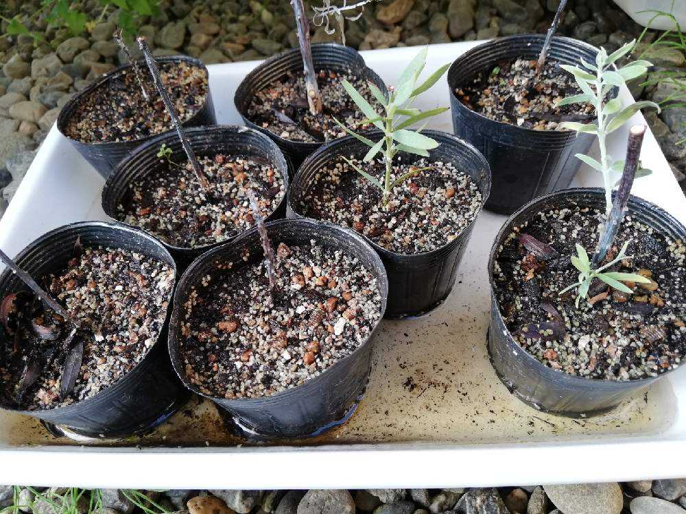 ブルーブッシュ/ 580 楽天市場】アカシア ブルーブッシュ 5号サイズ 鉢植え 人気品種 高さ