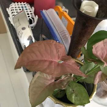 シンゴニウムの投稿画像一覧 Greensnap グリーンスナップ