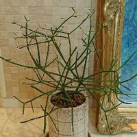 ミルクブッシュの育て方 植え替え方法や増やし方は Greensnap グリーンスナップ