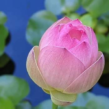 ハス・スイレン✽の画像 by 秋草さん | 広い庭とハスと手乗り蓮　小舞妃とピンクの花と池♡とハス・スイレン✽