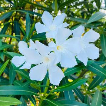 花束みたいの画像 by nao70＊さん | キョウチクトウと綺麗だなと花束みたいと爽やか〜と白いお花とお花は癒し