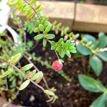 クランベリーの投稿画像一覧 Greensnap グリーンスナップ クランベリーの投稿画像一覧 Greensnap グリーンスナップ