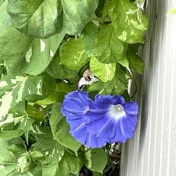 朝顔 青の投稿画像一覧 Greensnap グリーンスナップ