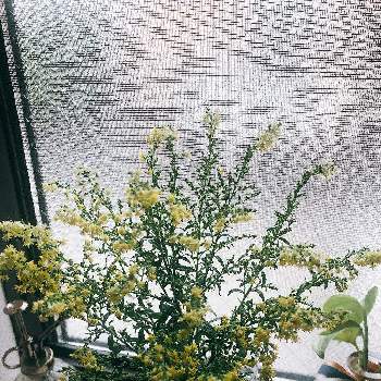 ソリダコ の投稿画像一覧 Greensnap グリーンスナップ