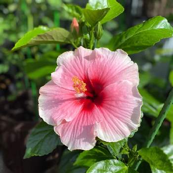 ハイビスカス グレイス3の投稿画像一覧 Greensnap グリーンスナップ