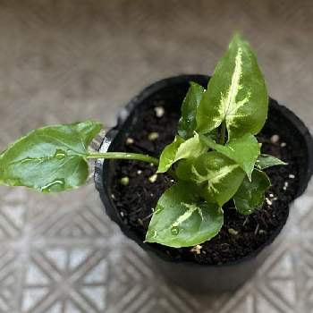 シンゴニウムの投稿画像一覧 Greensnap グリーンスナップ