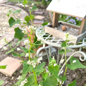 蕎麦の花 の投稿画像一覧 Greensnap グリーンスナップ