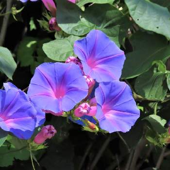ノアサガオ,ノアサガオ（リュウキュウアサガオ）,PicAtom,花のある暮らし,青い花マニアの画像