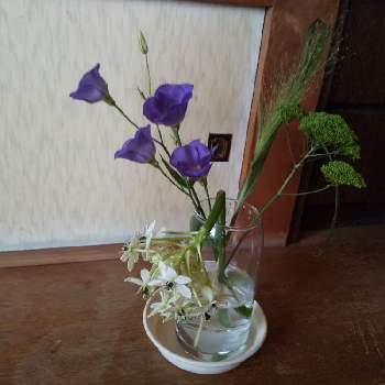 霧吹き草の投稿画像一覧 Greensnap グリーンスナップ