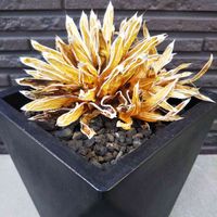 姫笹の雪,ドライアガベ,多肉植物,ドライフラワー,多肉大好きの画像