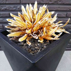 姫笹の雪,ドライアガベ,多肉植物,ドライフラワー,多肉大好きの画像