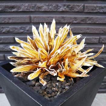 ひまわり,ドライフラワー,シリカゲル法の画像