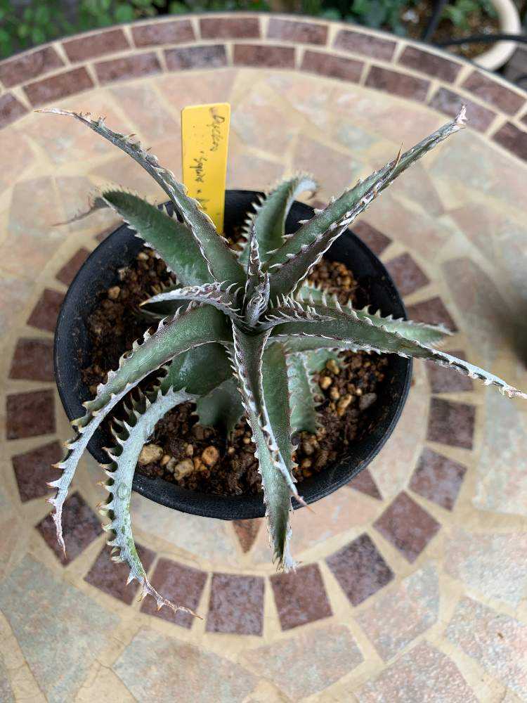 勇み足はダメ…💦ディッキア植え替え🌿失敗からの復活✨｜🍀GreenSnap