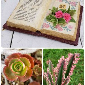 不死鳥錦,ベビーサンローズ,ミニバラ,ドラゴンズブラッド,多肉植物の画像