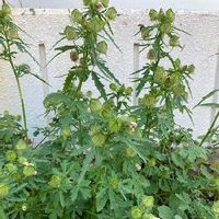 エニシダの育て方 剪定は必要 冬 庭でも冬は越せる Greensnap グリーンスナップ エニシダの育て方 剪定は必要 冬 庭でも冬は越せる Greensnap グリーンスナップ