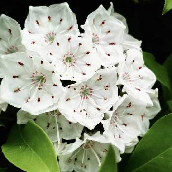 金平糖みたいな蕾の投稿画像一覧 Greensnap グリーンスナップ