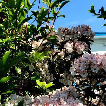 夏空の画像 by ニコニコ花しさん | 広い庭とカルミアと元気いっぱいとピンクの花と夏空と夏の花とおうち園芸と夏の風景とかわいいとカルミア♪と北海道と青空と札幌