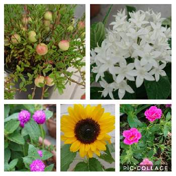 千日紅ちなつの投稿画像一覧 Greensnap グリーンスナップ