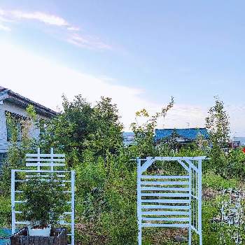 パーゴラdiyの投稿画像一覧 Greensnap グリーンスナップ