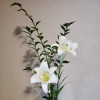 花瓶入れただけの画像 by よだかさん | 花瓶入れただけとテッポウユリ⚪と花瓶投げ入れと花のある暮らしと白い花とシンテッポウユリの花