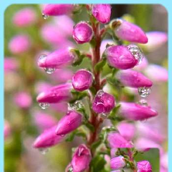 雨の日の楽しみの画像 by n i eさん | 小さな庭とカルーナと小さなお花と蒸し暑い日と可愛いピンクのお花と雨の日の楽しみとピンクのお花
