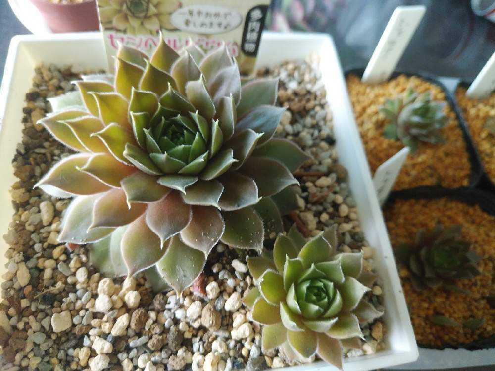 最安値級価格 多肉植物センペルビウム レグニ子沢山 植物 観葉植物 Evg Ge