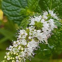 スペアミントの育て方 苗の植え付けや種まき 収穫の時期は Greensnap グリーンスナップ スペアミントの育て方 苗の植え付けや種まき 収穫の時期は Greensnap グリーンスナップ