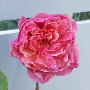 薔薇ジャスミーナの画像 by あずそらさん | 小さな庭と薔薇ジャスミーナと薔薇の咲く庭と庭作り1年生