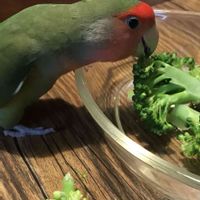 ブロッコリー,コザクラインコ　森の画像
