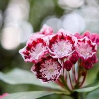 カルミアの育て方 植え付けや植え替えの時期 剪定方法は Greensnap グリーンスナップ