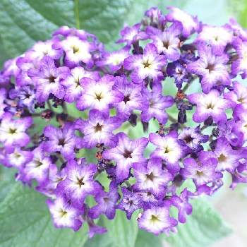 ヘリオトロープ Greensnap グリーンスナップ