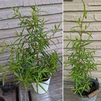 レモンティーツリーの育て方 苗の植え方は 虫除けになるって本当 Greensnap グリーンスナップ レモンティーツリーの育て方 苗の植え方は 虫除けになるって本当 Greensnap グリーンスナップ