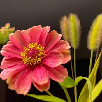 野花を生けるの画像 by ピノコさん | ジニアとジニア クイーンレッドライムとエノコログサとビン挿しとあたしんちと飾ると野花を生けるとP野坊