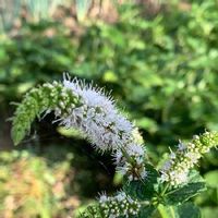 スペアミントの育て方 苗の植え付けや種まき 収穫の時期は Greensnap グリーンスナップ スペアミントの育て方 苗の植え付けや種まき 収穫の時期は Greensnap グリーンスナップ