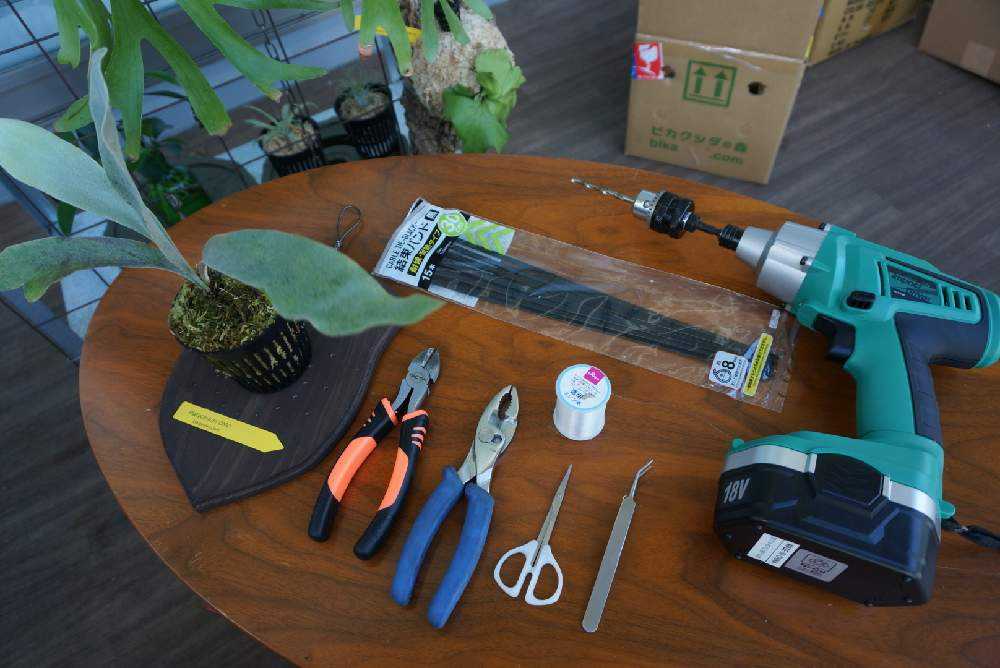 ビカクシダを結束バンドで板付け p.omo｜🍀GreenSnap（グリーンスナップ）