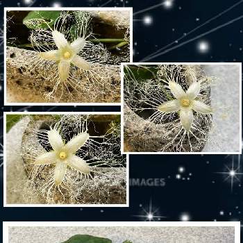 カラスウリの白い花の画像 by kakirikeaさん | カラスウリとカラスウリの白い花とお花は癒しと花が好き❤と☆携帯撮影☆