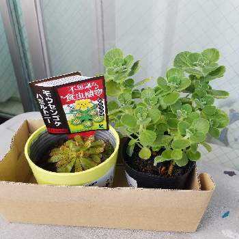 モウセンゴケハミルトニーの投稿画像一覧 Greensnap グリーンスナップ