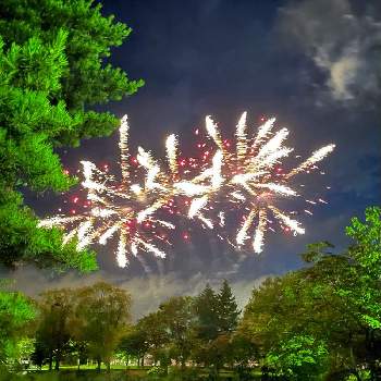 夜空に咲く花の投稿画像一覧 Greensnap グリーンスナップ