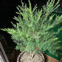 ティーツリーの育て方 苗の植え方や種まきの方法は Greensnap グリーンスナップ