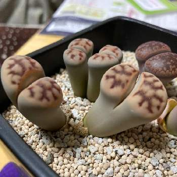 リトープス 花紋玉の投稿画像一覧 Greensnap グリーンスナップ