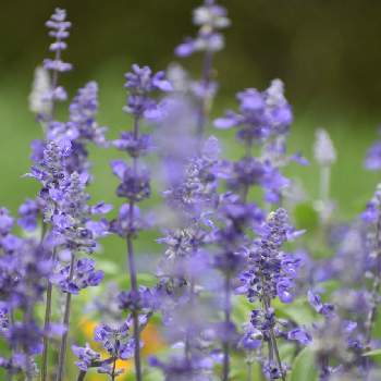 シソ科の投稿画像一覧 Greensnap グリーンスナップ