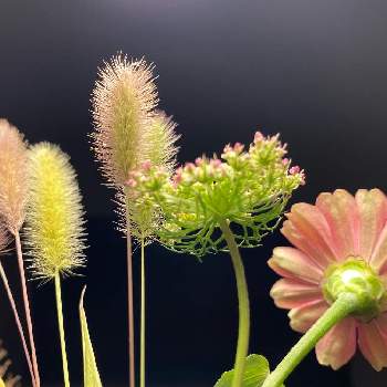 野花を生けるの画像 by ピノコさん | ジニアとブラックレースフラワーとエノコログサとビン挿しと君も花が好きなのかとあたしんちと飾るとうなじショットと野花を生けるとP野坊