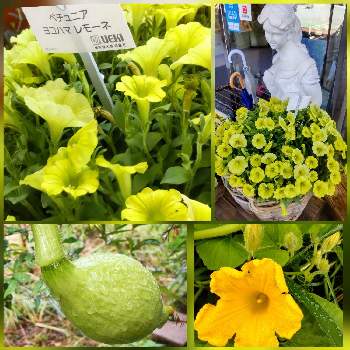 かぼちゃの花の投稿画像一覧 Greensnap グリーンスナップ かぼちゃの花の投稿画像一覧 Greensnap グリーンスナップ