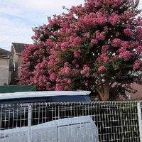 ハナカイドウ 花海堂 の育て方 植え付けや植え替え時期 剪定方法は Greensnap グリーンスナップ ハナカイドウ 花海堂 の育て方 植え付けや植え替え時期 剪定方法は Greensnap グリーンスナップ
