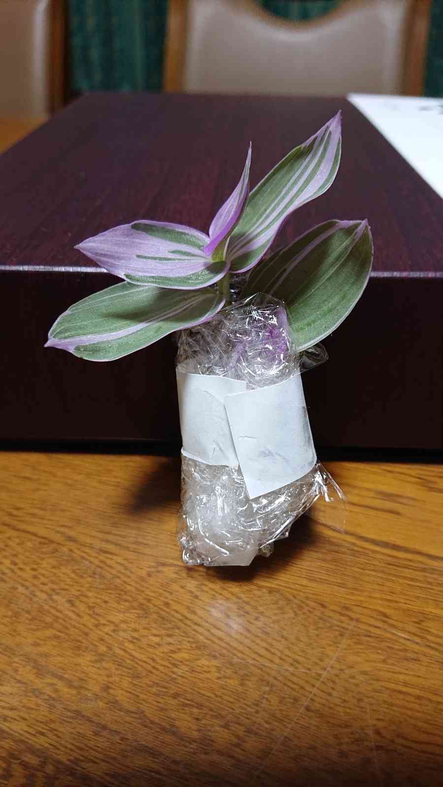 挿し穂4本のうち1本 めでたく トラディスカンティア