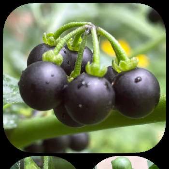 黒い実の投稿画像一覧 Greensnap グリーンスナップ 黒い実の投稿画像一覧 Greensnap グリーンスナップ