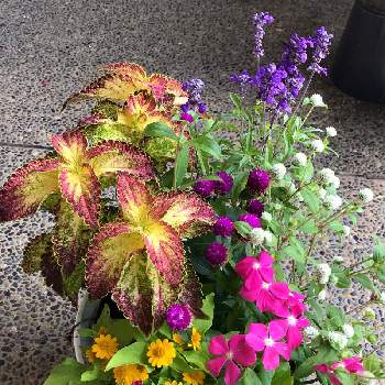 メランポジウムの投稿画像一覧 Greensnap グリーンスナップ